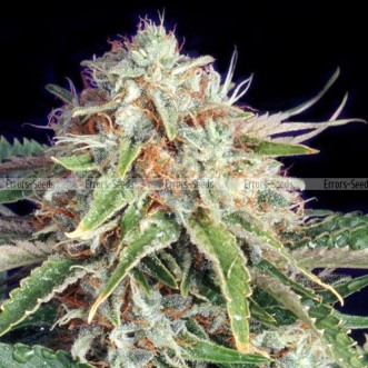 Cannabis seeds Auto Giant Bud Feminised Gold - 500 pcs
